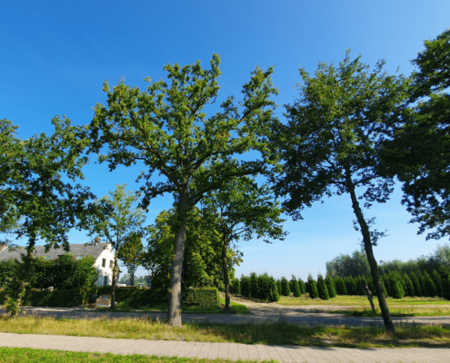 De baten van bomen – Bomen en luchtkwaliteit