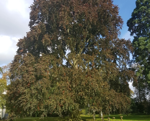 Monumentale bomen in Doetinchem herstellen zich
