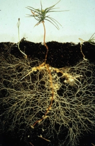 Mycorrhizale schimmels
