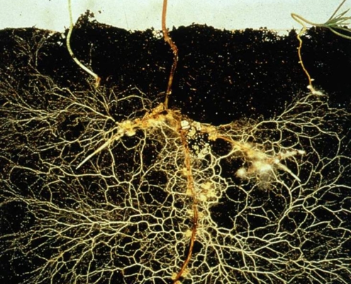 Het belang van de bodem – Mycorrhizale schimmels