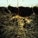 Myccorhiza