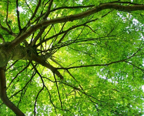 Vorteile von Bäumen – Wissen und wichtige Fakten