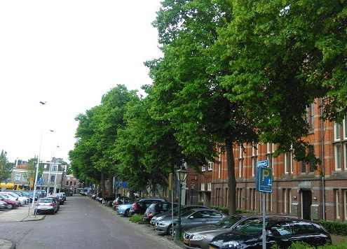 Een einde aan de luisoverlast in Leiden
